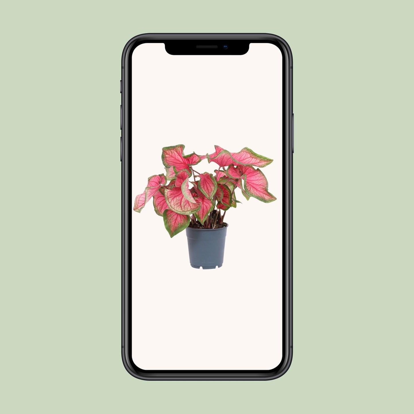Caladium Sweetheart – Ø12cm ↕25cm | Challenging maintenance