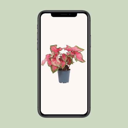 Caladium Sweetheart – Ø12cm ↕25cm | Challenging maintenance
