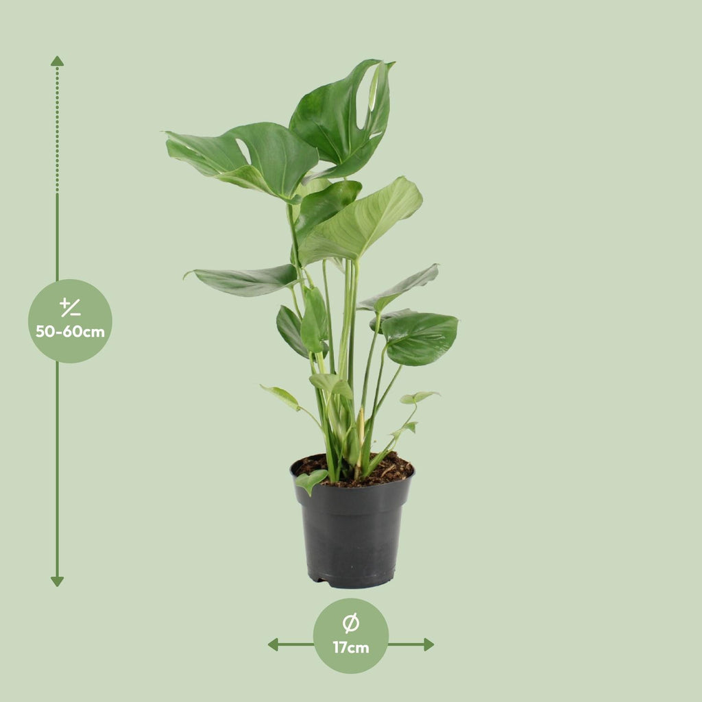 Monstera Deliciosa – Ø17cm ↕60cm | The iconic 'Swiss cheese plant' – Average maintenance