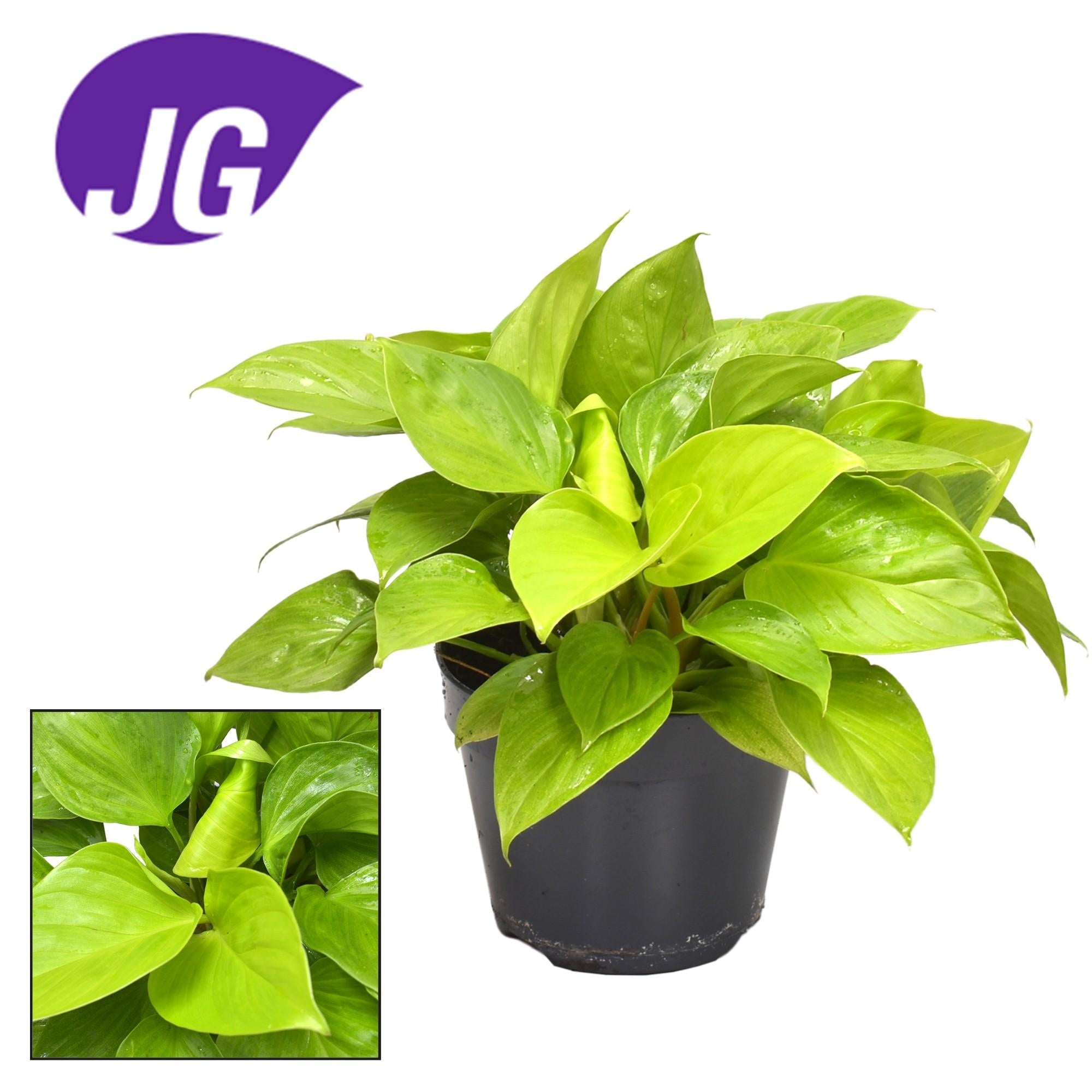 Homalomena Lemon Lime - Ø15cm - ↕30cm | The Neon Whisperer – Average maintenance