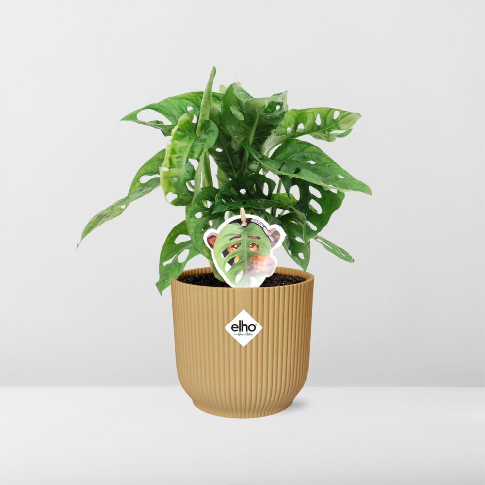 Monstera 'Monkey Leaf' in ELHO Vibes Fold 14 cm yellow