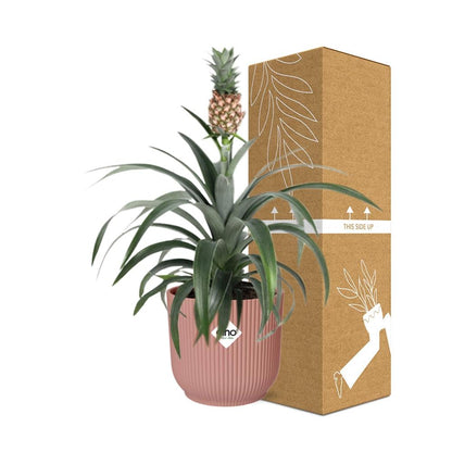 Pineapple 'Mi Amigo' in ELHO Vibes Fold 14cm pink | Tropical eye-catcher – Average maintenance