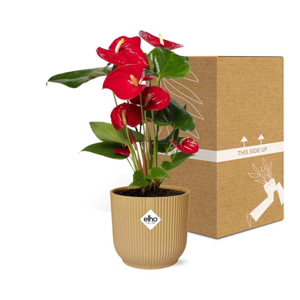 Anthurium Red Ø12 cm in ELHO Vibes Fold 14 cm yellow