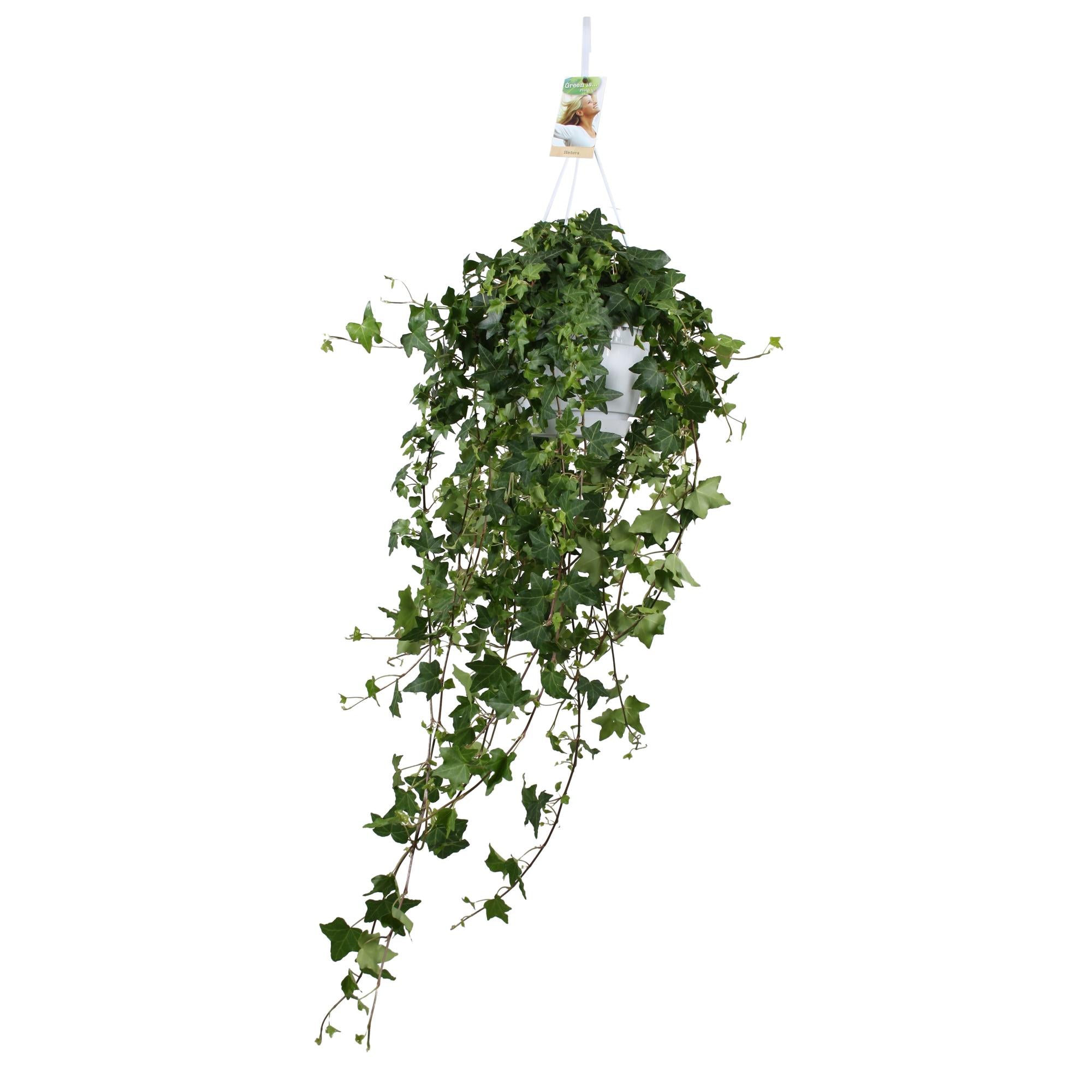 Hedera Ivy – Hanging Ivy Houseplant Ø17 cm ↕45 cm