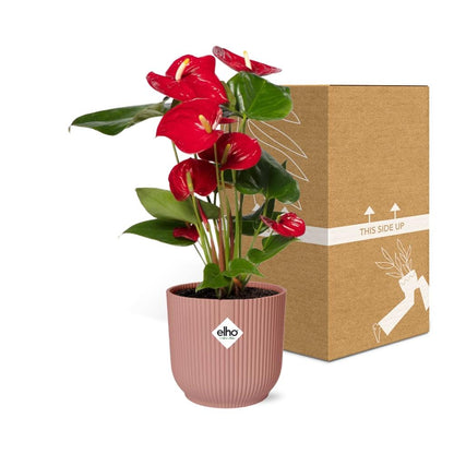 Anthurium Red 12cm in ELHO Vibes Fold 14cm pink | Tropical diva – Average maintenance