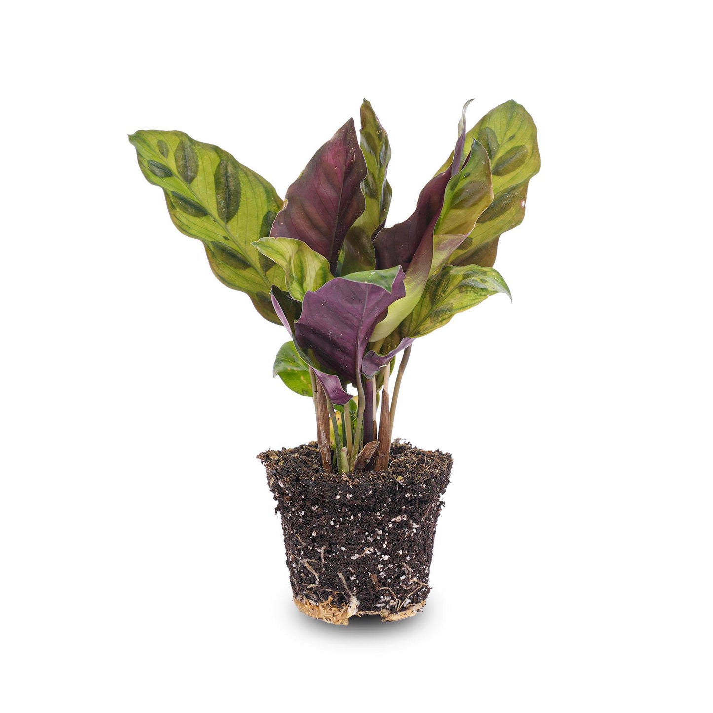 Calathea Lancifolia – Peacock Plant – Terrarium Plant – Pot Size 6 | The Rattlesnake Mini – Average Maintenance
