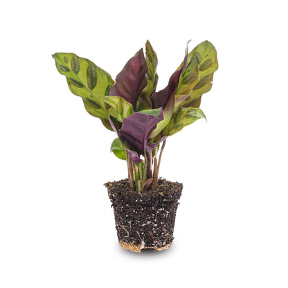 Calathea Lancifolia – Peacock Plant – Terrarium Plant – Pot Size 6 | The Rattlesnake Mini – Average Maintenance