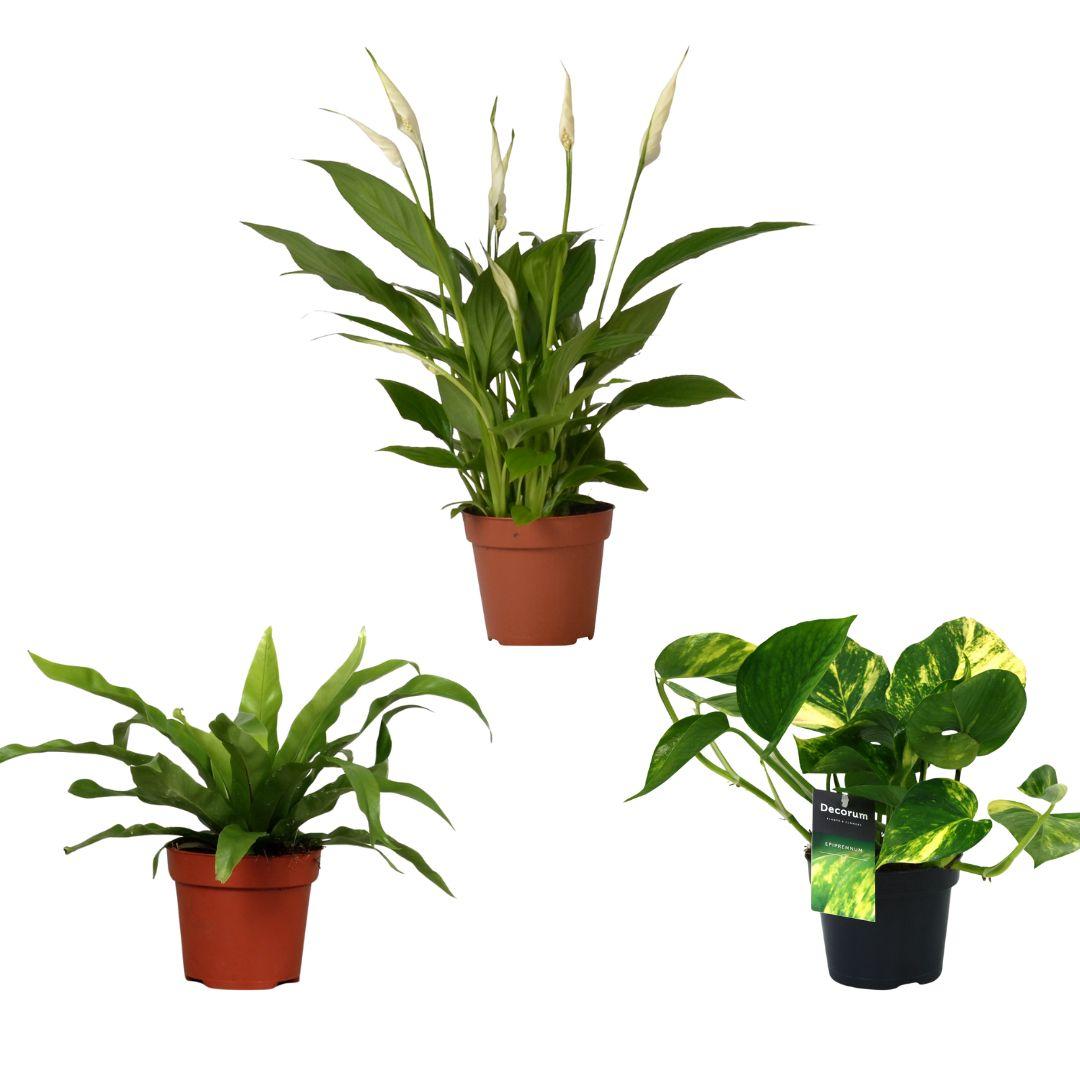 Air Purifying Mix – 3 pieces – Ø12 cm – ↕20–45 cm