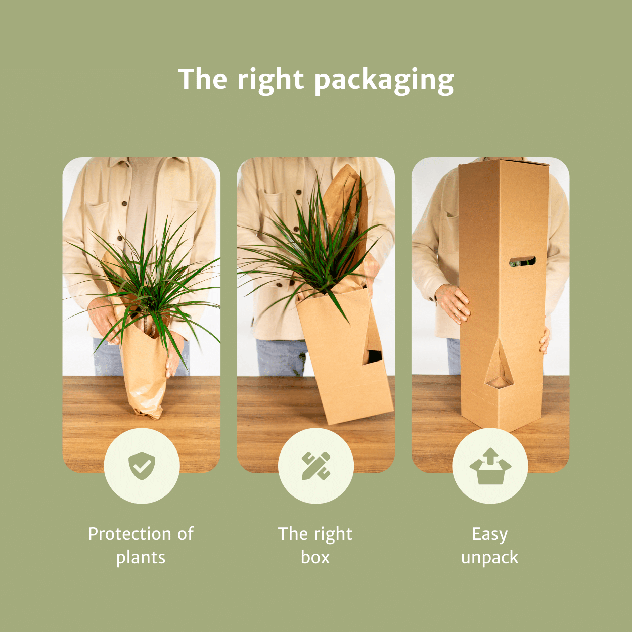 Epipremnum Happy Leaf – 4x Ø12cm ↕15cm | Easy maintenance
