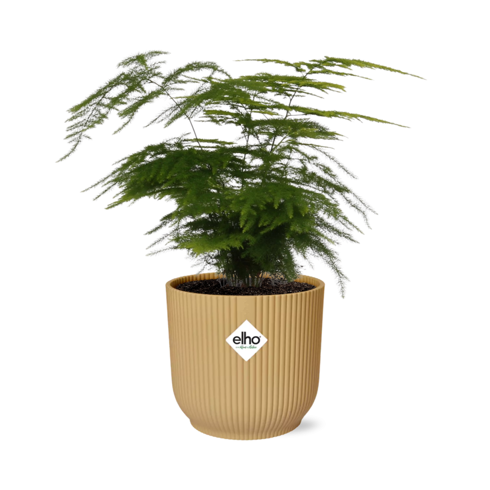 Asparagus Setaceus 'Plumosus' in ELHO Vibes Fold 14 cm yellow