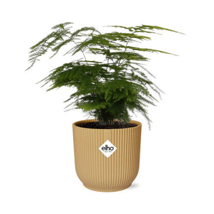 Asparagus Setaceus 'Plumosus' in ELHO Vibes Fold 14 cm yellow