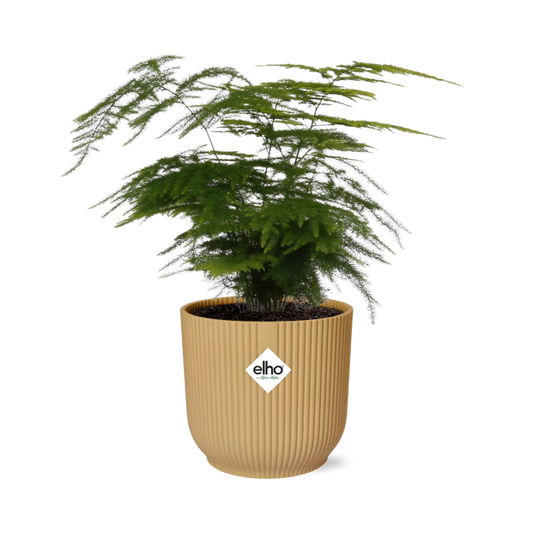 Asparagus Setaceus 'Plumosus' in ELHO Vibes Fold 14 cm yellow