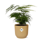 Asparagus Setaceus 'Plumosus' in ELHO Vibes Fold 14 cm yellow