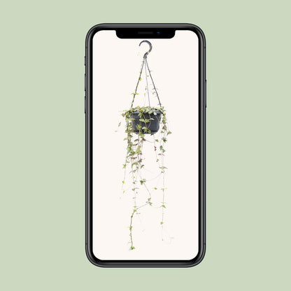 Ceropegia Linearis 'Remy' – String of Hearts Hanging Plant Ø14 cm ↕38 cm
