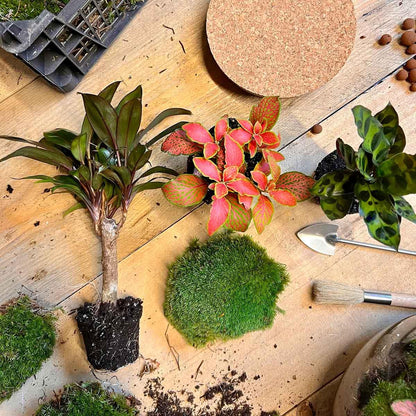 🪴 DIY Terrarium Milky Palm – 30 cm