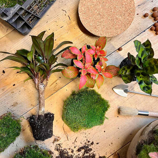 🪴 DIY Terrarium Milky Palm – 30 cm