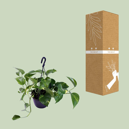 Epipremnum Aureum – Scindapsus Houseplant Ø15 cm ↕30 cm