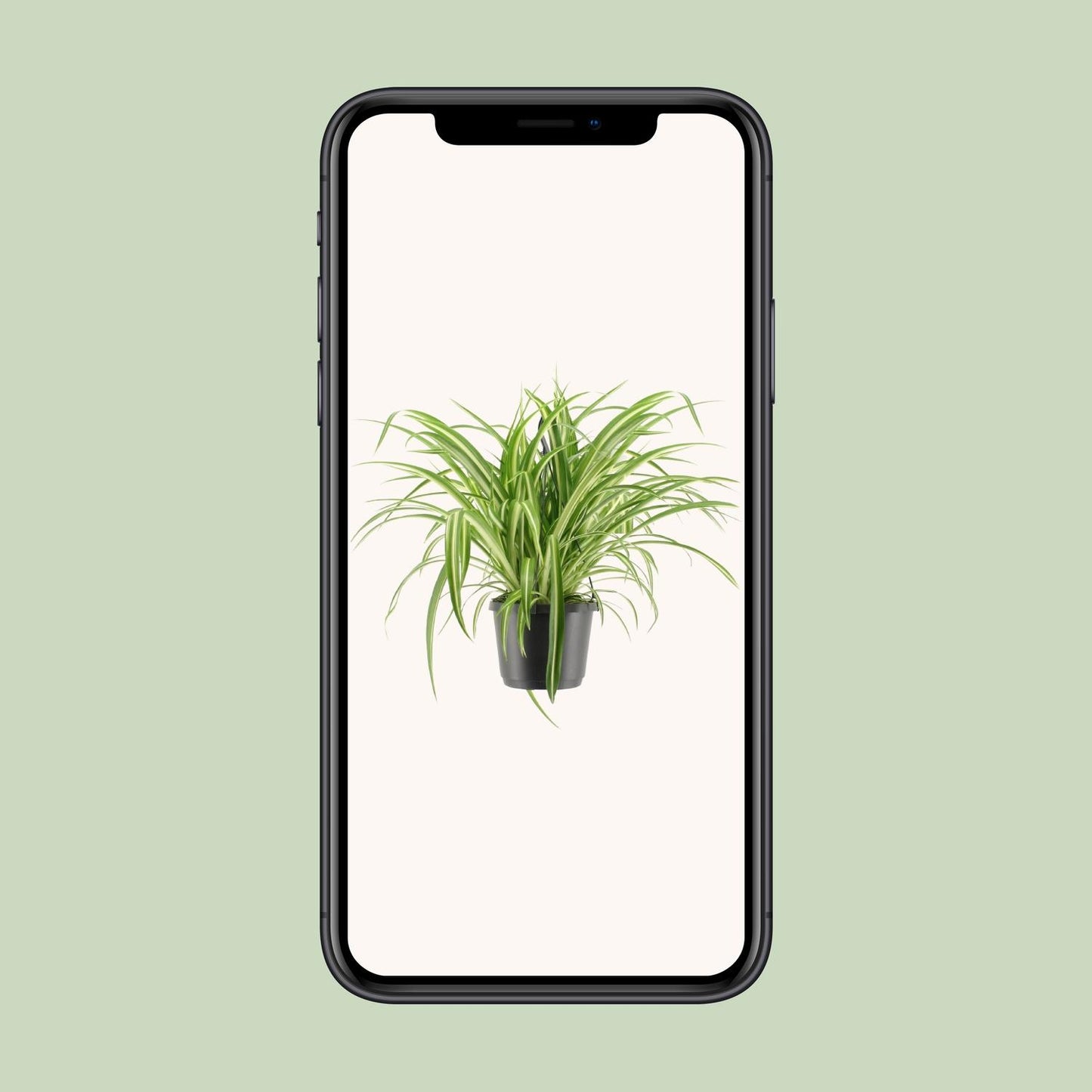 Chlorophytum comosum Variegatum (Spider Plant) – Ø17cm ↕30cm | Easy care