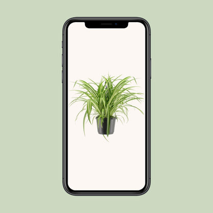 Chlorophytum comosum Variegatum (Spider Plant) – Ø17cm ↕30cm | Easy care