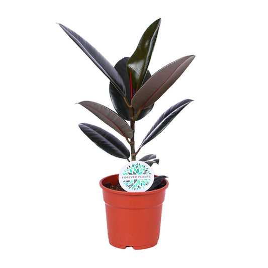 Ficus Elastica Abidjan – Ø17cm ↕55cm | The executive rubber tree – Average maintenance