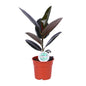 Ficus Elastica Abidjan – Ø17cm ↕55cm | The executive rubber tree – Average maintenance