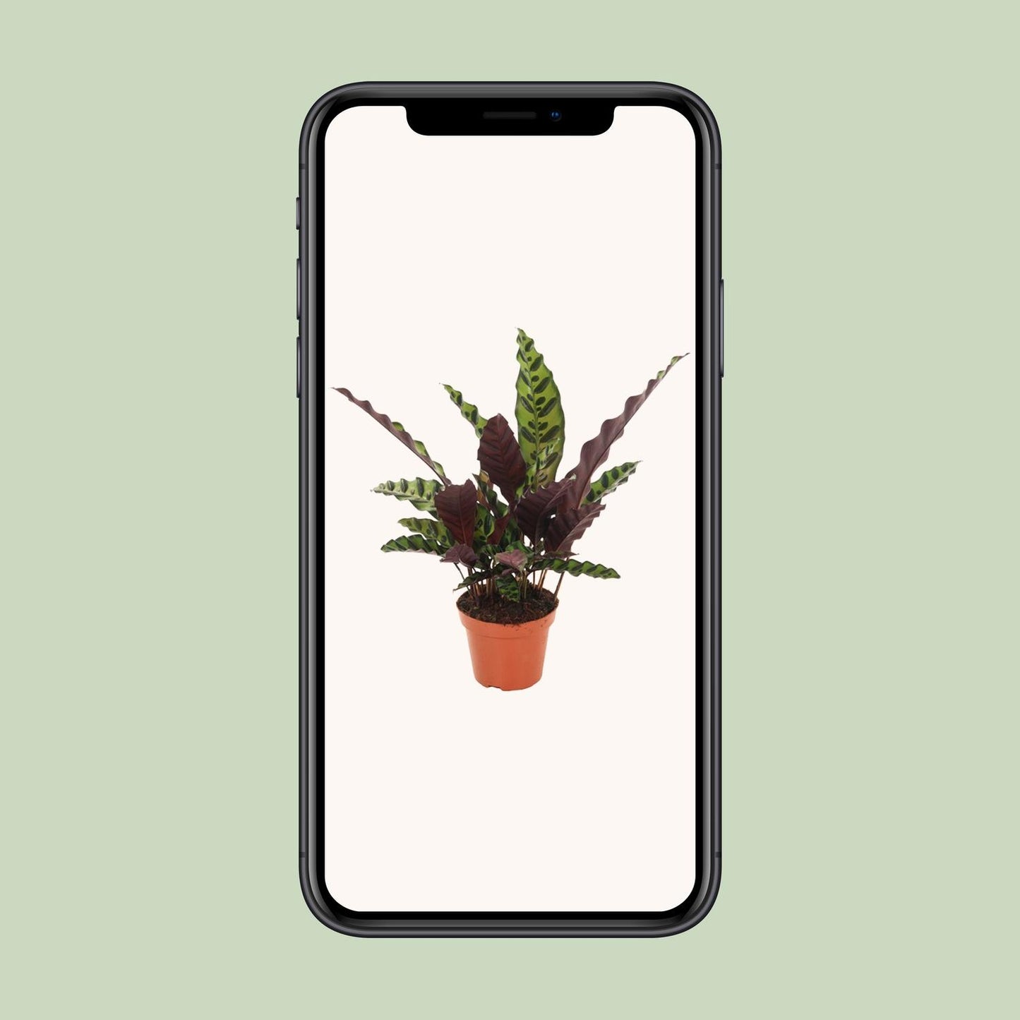 Calathea Insignis – Ø12cm ↕50cm | Average maintenance