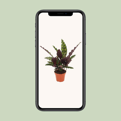 Calathea Insignis – Ø12cm ↕50cm | Average maintenance