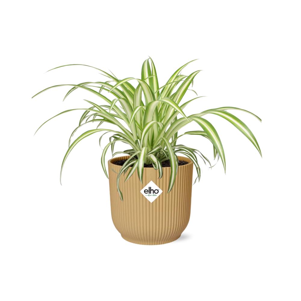 Chlorophytum Comosum Variegatum in ELHO Vibes Fold 14 cm yellow