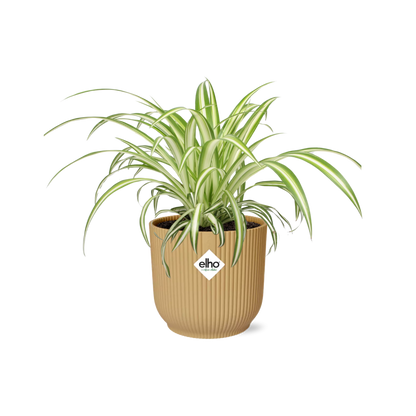 Chlorophytum Comosum Variegatum in ELHO Vibes Fold 14 cm yellow