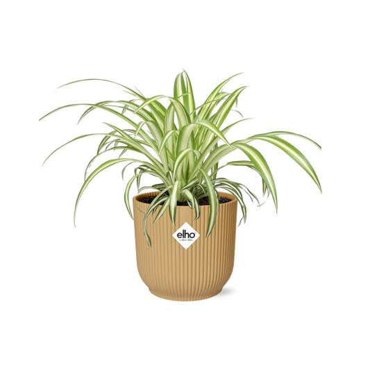 Chlorophytum Comosum Variegatum in ELHO Vibes Fold 14 cm yellow