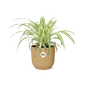Chlorophytum Comosum Variegatum in ELHO Vibes Fold 14 cm yellow