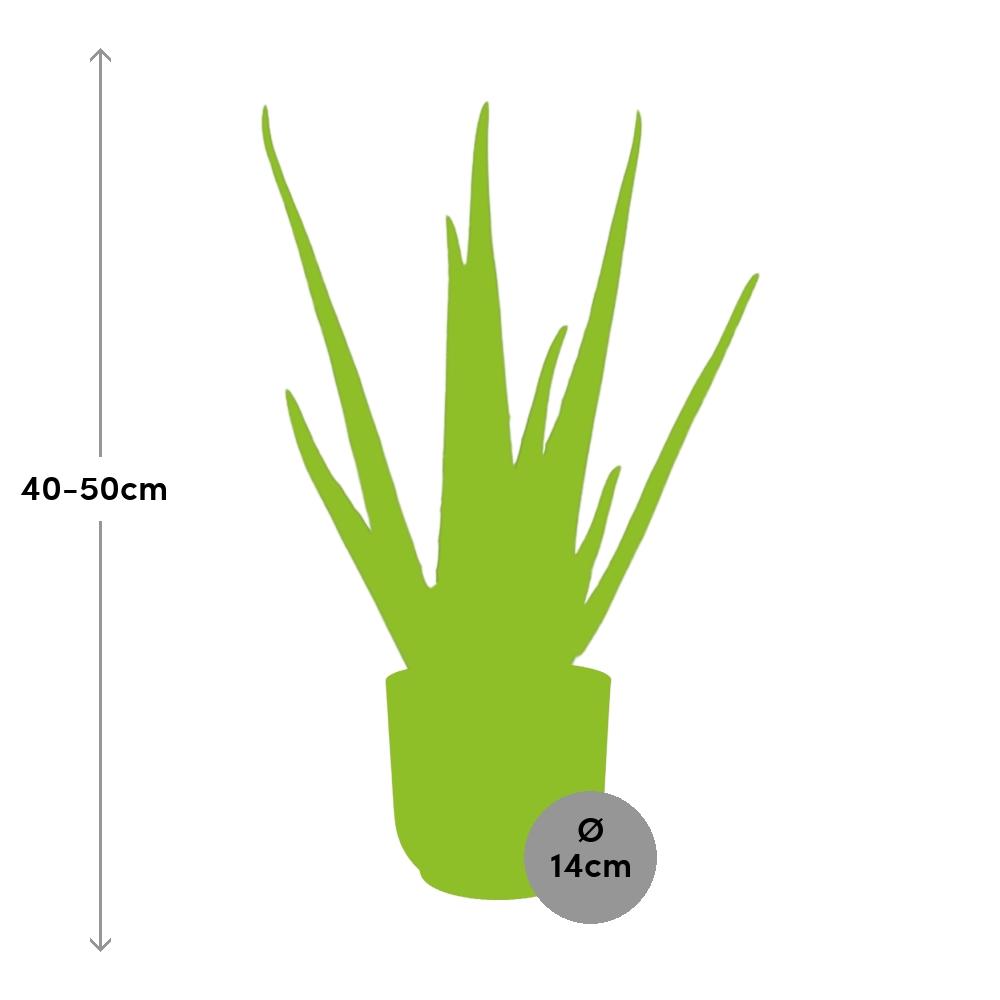 Aloe Vera – Ø12 cm in ELHO Vibes Fold 14 cm pink