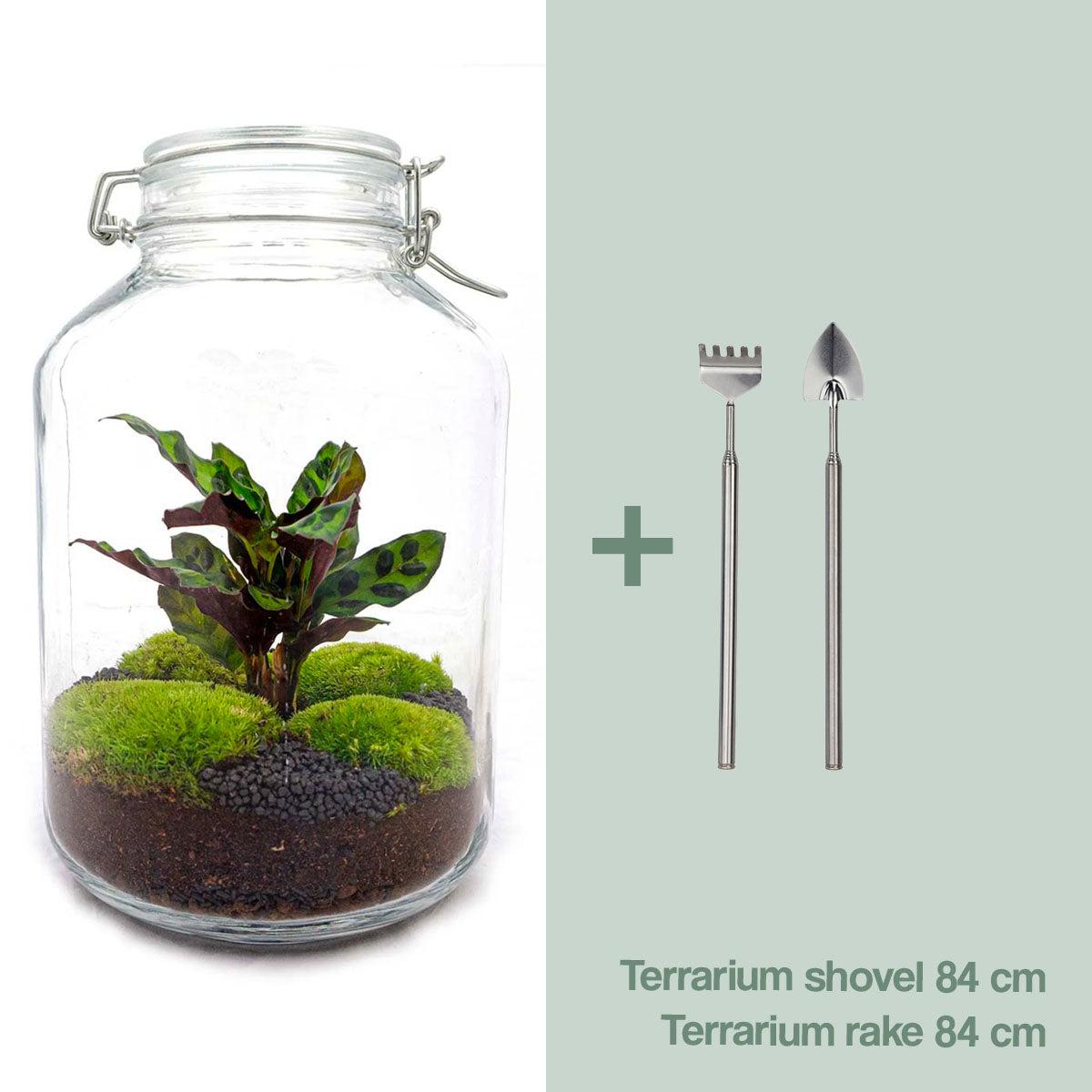🌿 DIY Terrarium Jar – Calathea – 28 cm