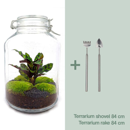 🌿 DIY Terrarium Jar – Calathea – 28 cm