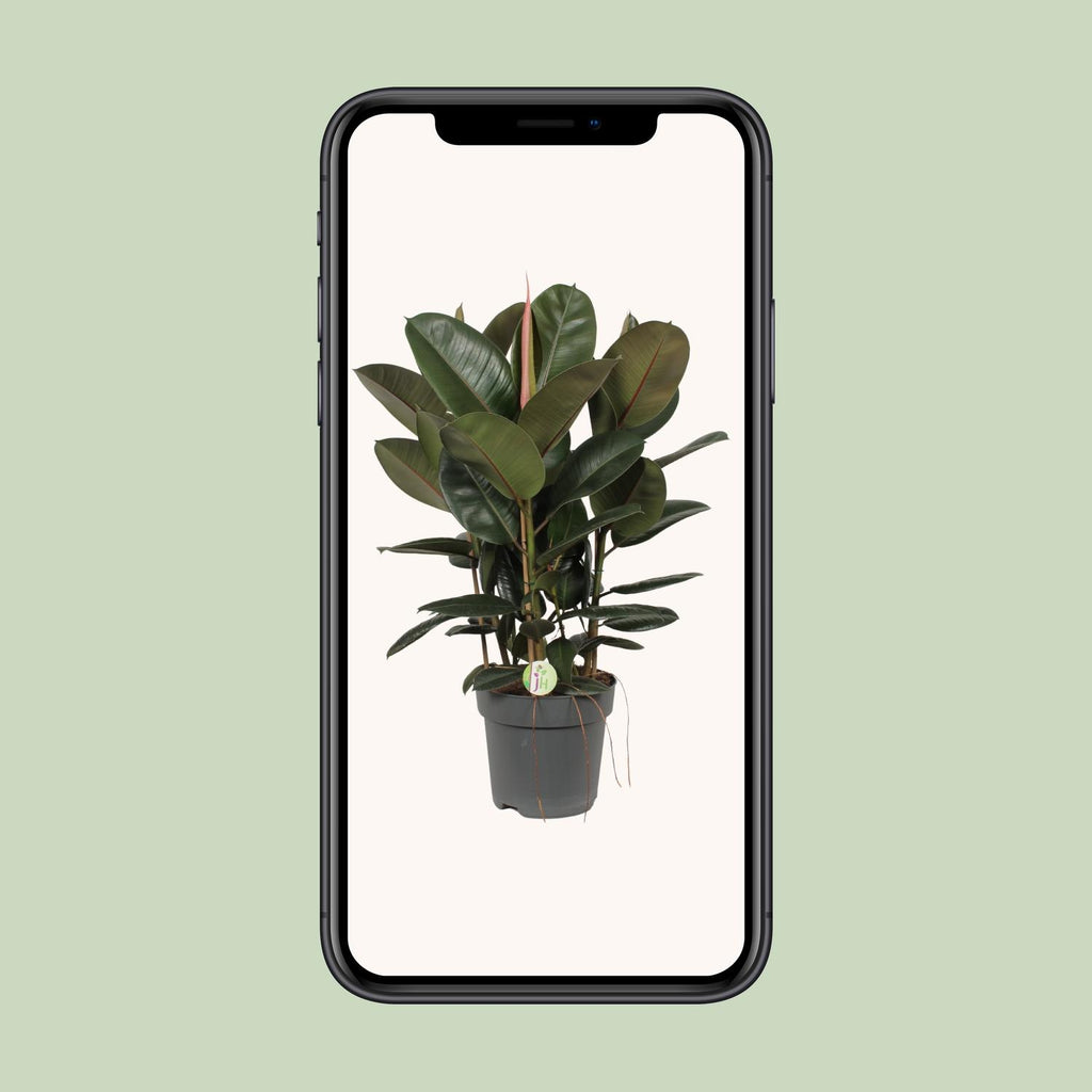 Ficus Robusta (Rubberplant) – Ø27cm ↕90cm | Makkelijk onderhoud