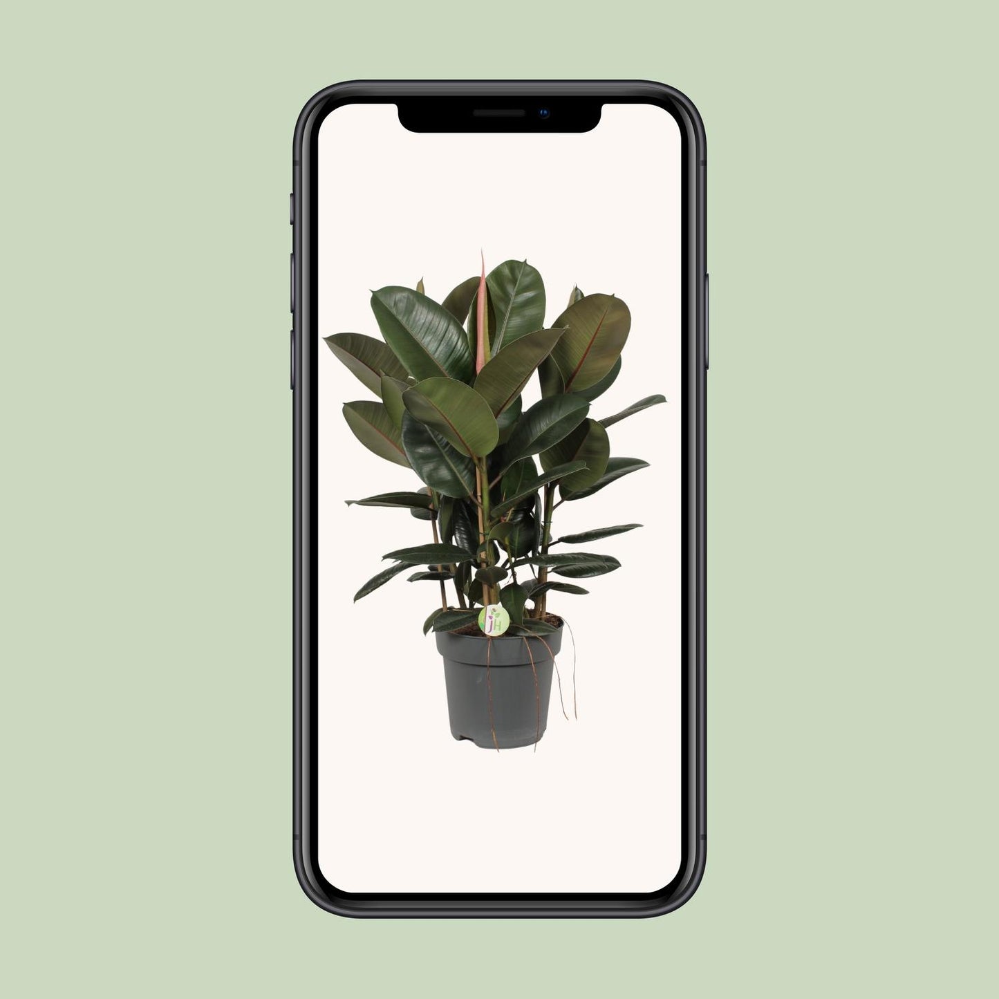Ficus Robusta (Rubber Plant) – Ø27cm ↕90cm | Easy maintenance