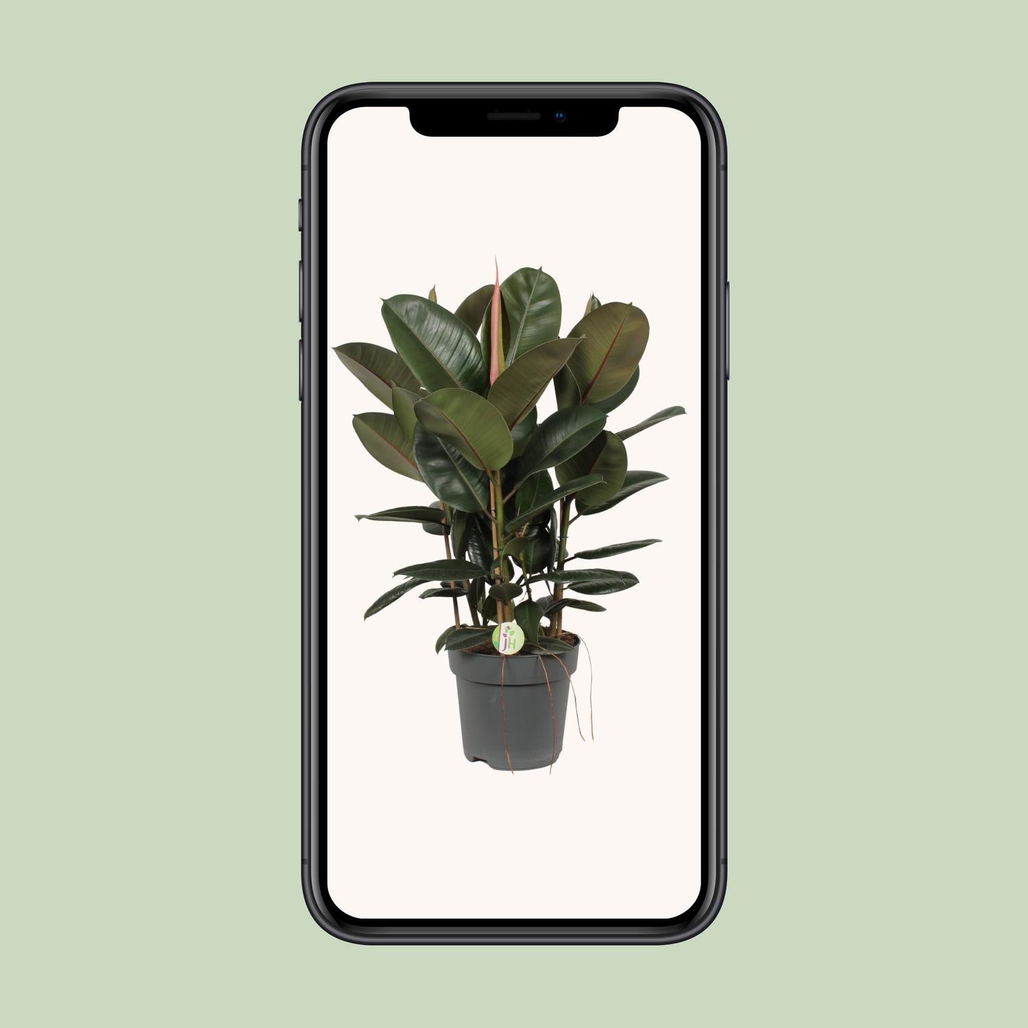 Ficus Robusta (Rubberplant) – Ø27cm ↕90cm | Makkelijk onderhoud