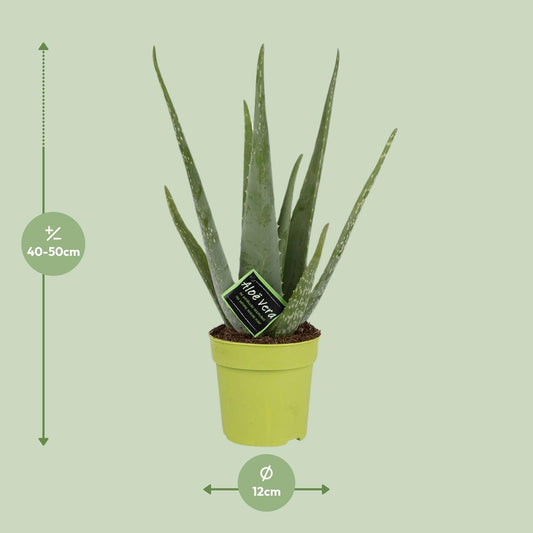 Aloe Vera – Ø12cm ↕45cm | Easy maintenance