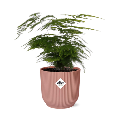 Asparagus setaceus 'Plumosus' in ELHO Vibes Fold 14cm – Pink | Average maintenance