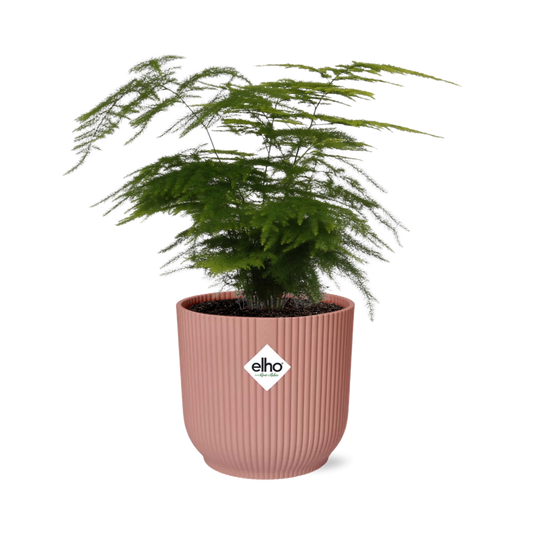 Asparagus setaceus 'Plumosus' in ELHO Vibes Fold 14cm – Pink | Average maintenance