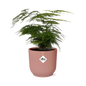 Asparagus setaceus 'Plumosus' in ELHO Vibes Fold 14cm – Pink | Average maintenance