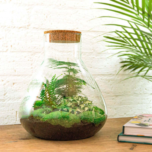 🌿🛠️ DIY Terrarium Sam XL – 35 cm – Complete with rake, shovel, tweezers &amp; scissors