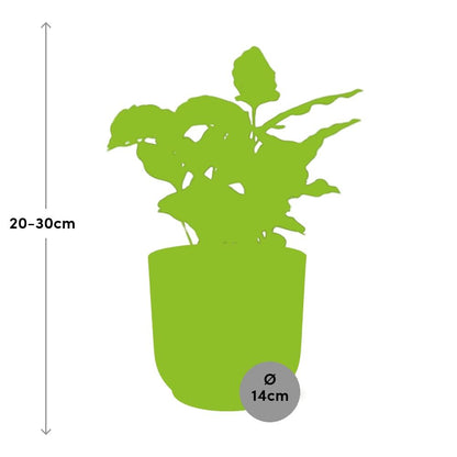 Coffea Arabica in ELHO Vibes Fold 14cm pink | Your own coffee plant – Average maintenance