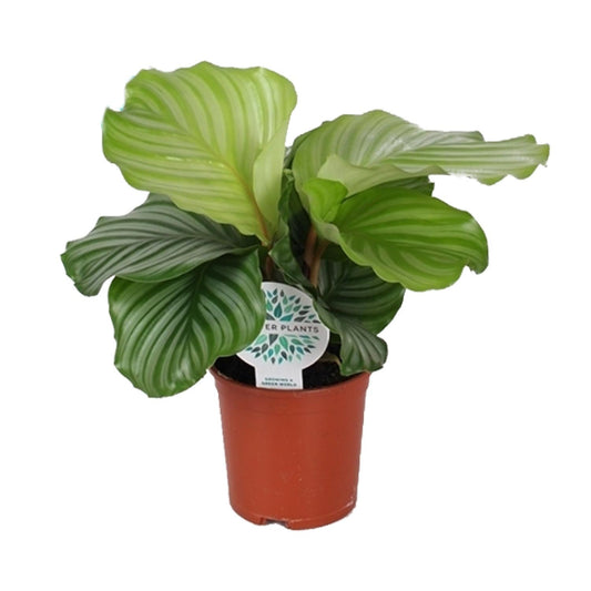 Calathea Orbifolia – Ø14cm ↕45cm | Average maintenance