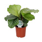 Calathea Orbifolia – Ø14cm ↕45cm | Average maintenance