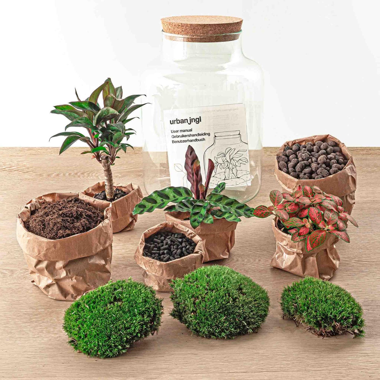 🪴 DIY Terrarium Milky Palm – 30 cm