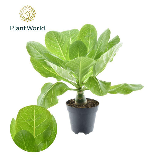 Brighamia insignis 'Hawaii Palm' P12 – Ø12cm ↕37cm | Average maintenance