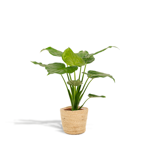 Alocasia Cucullata (Elephant Ear) – Ø19cm ↕65cm + Basket Selin | Average maintenance