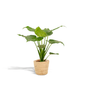 Alocasia Cucullata (Elephant Ear) – Ø19cm ↕65cm + Basket Selin | Average maintenance