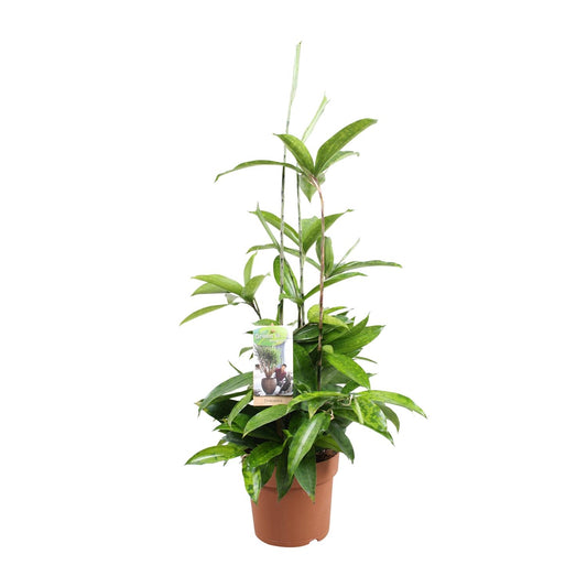 Dracaena Surculosa (Gold Palm) – Ø17cm ↕55cm | Easy maintenance